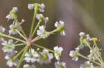 Stiff cowbane